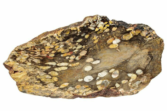 Petrified Peanut Wood Section - Australia #239718